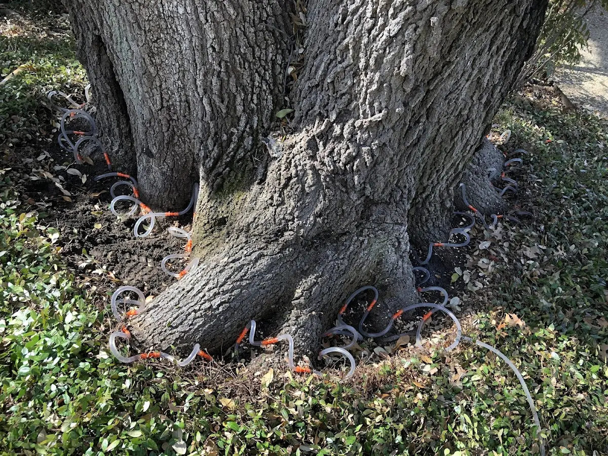 Detailed Tree Cabling and Bracing job site in Roswell
