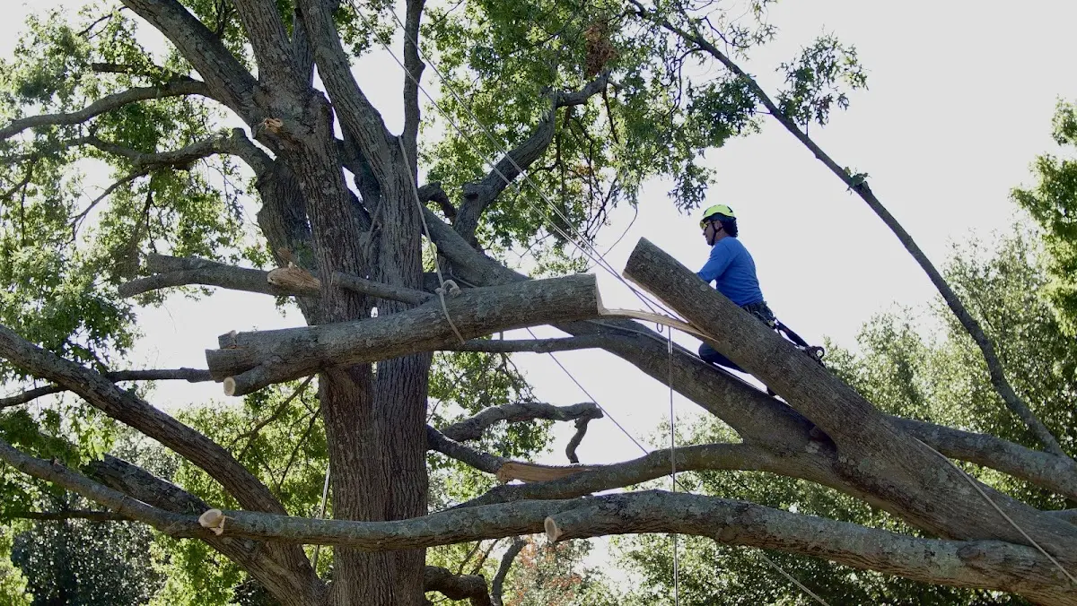 Professional Hazardous Tree Removal performed by certified arborists in Roswell