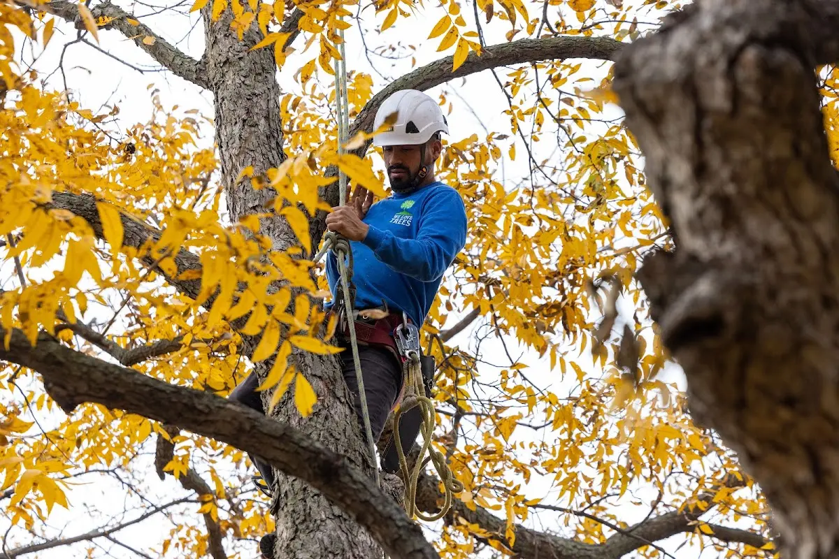 Skilled Tree Planing crew working in Roswell